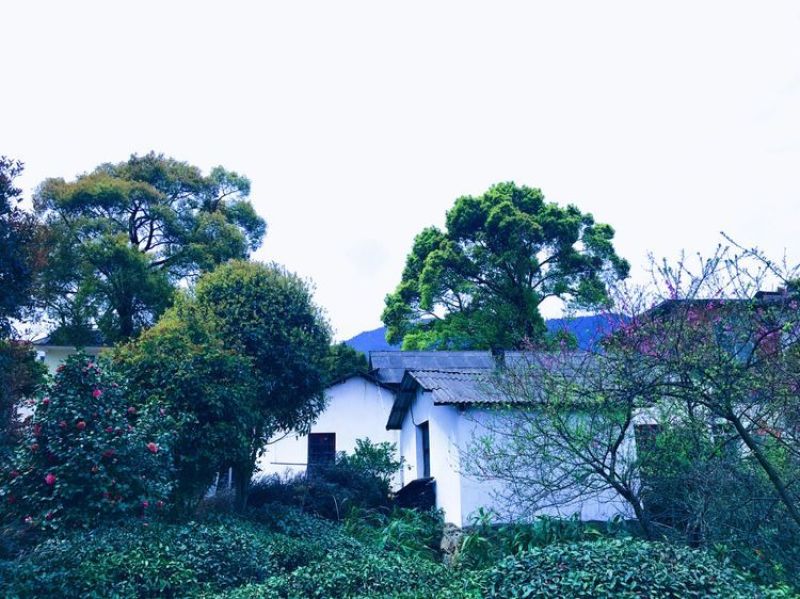 庐山云雾茶绿茶