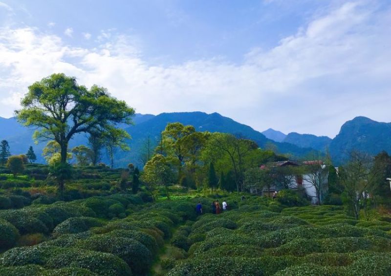 庐山云雾茶绿茶