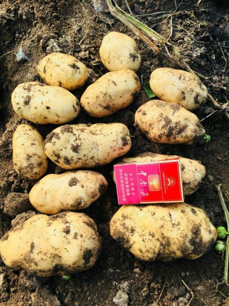 500亩荷兰十五土豆，暑行好颜色漂亮，有意者请联系！！！