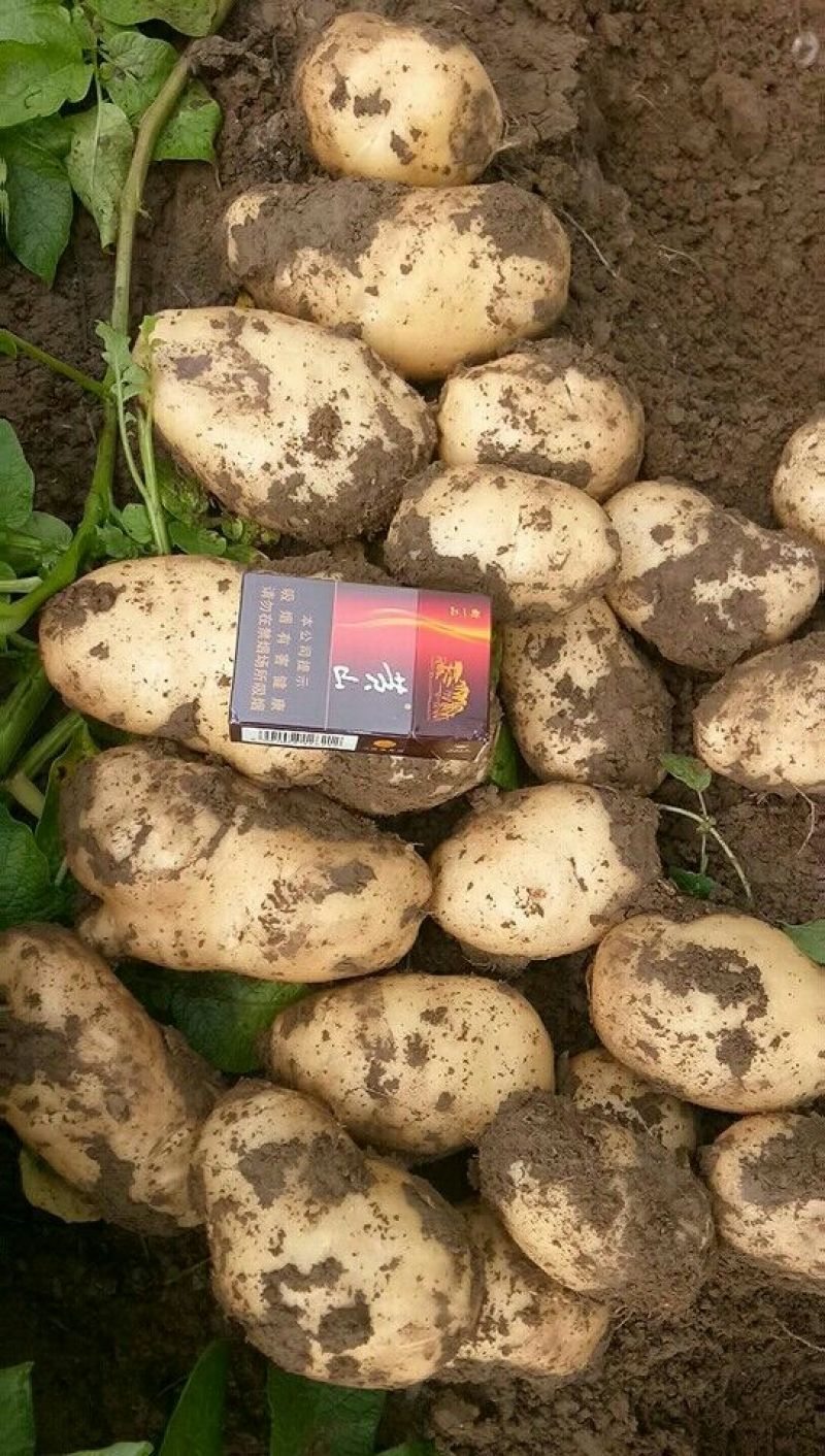 500亩荷兰十五土豆，暑行好颜色漂亮，有意者请联系！！！