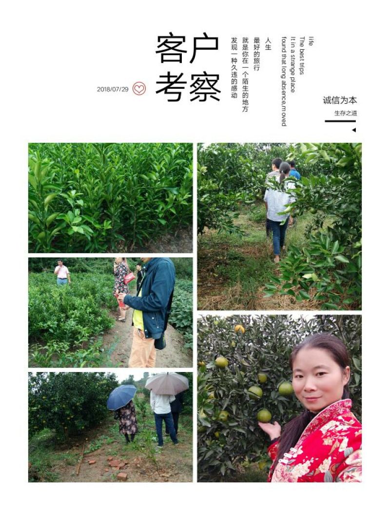 【牛商优选】四川沃柑苗苗场直供免费技术指导欢迎来电