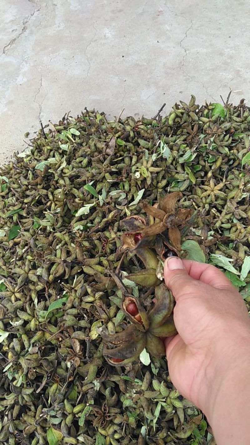 牡丹籽