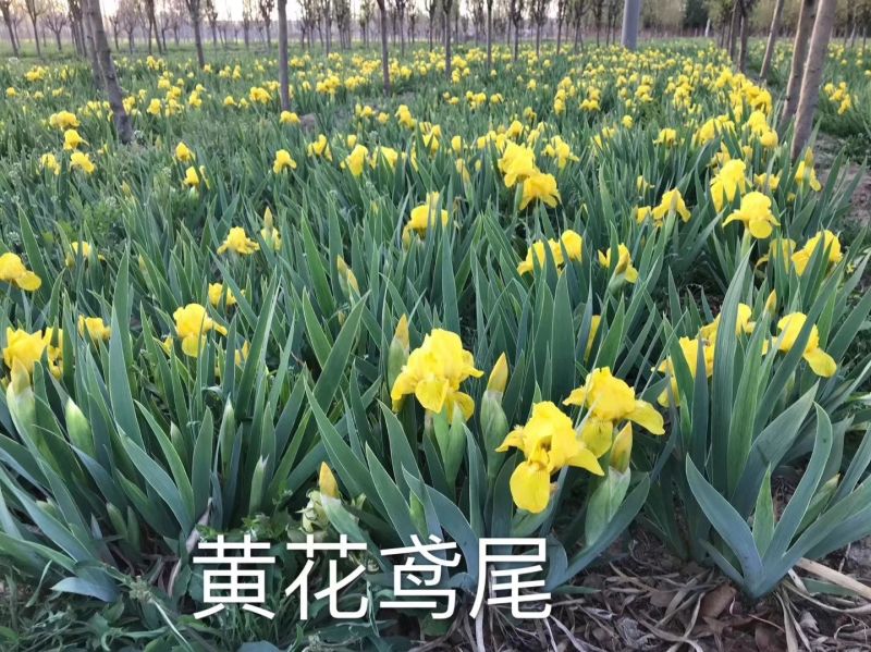 德国黄花鸢尾