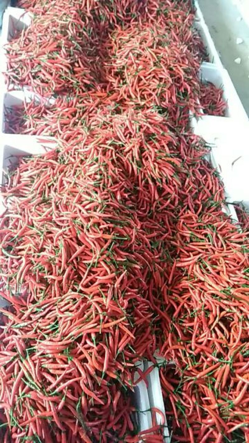 青椒