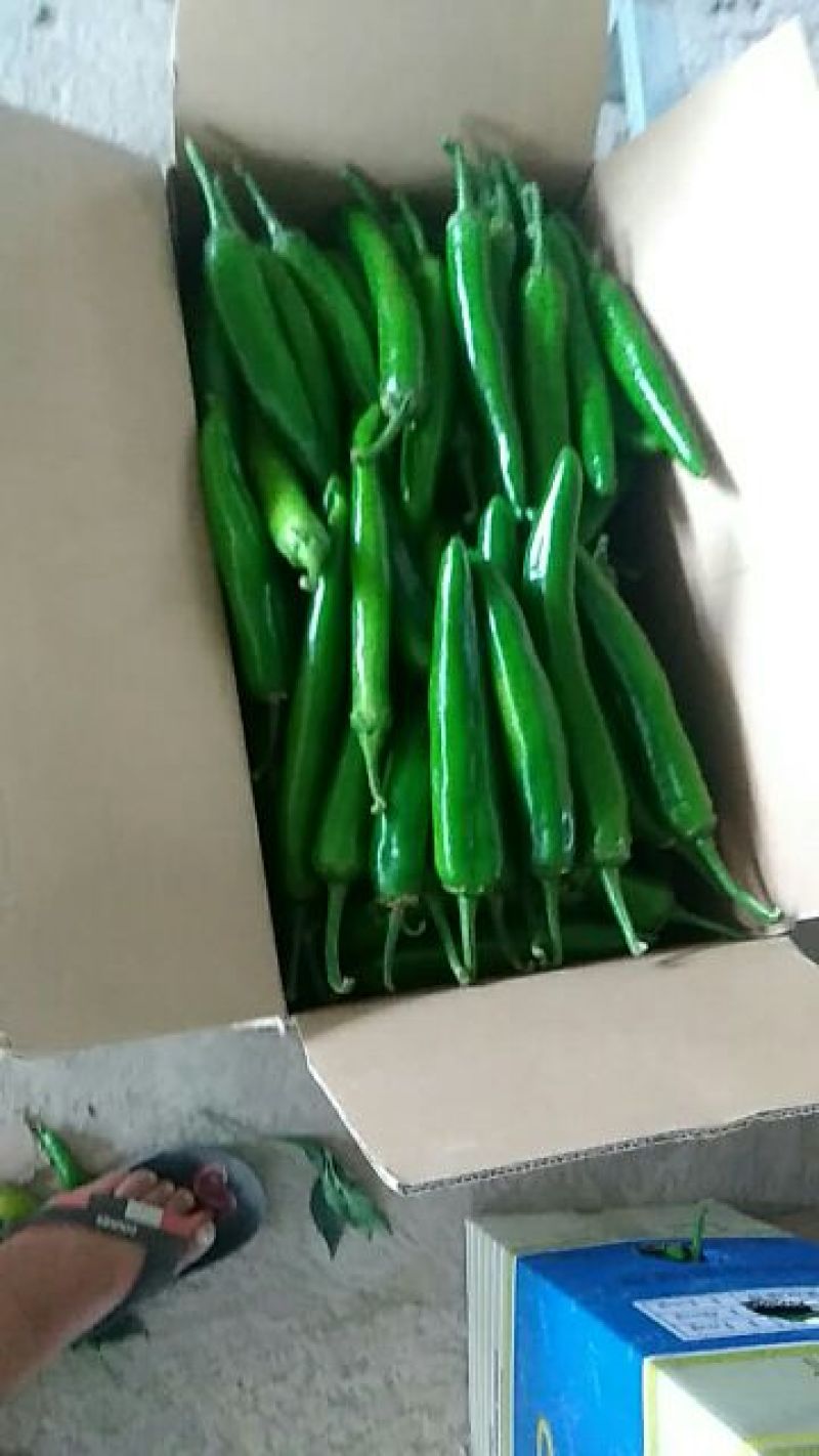 青椒