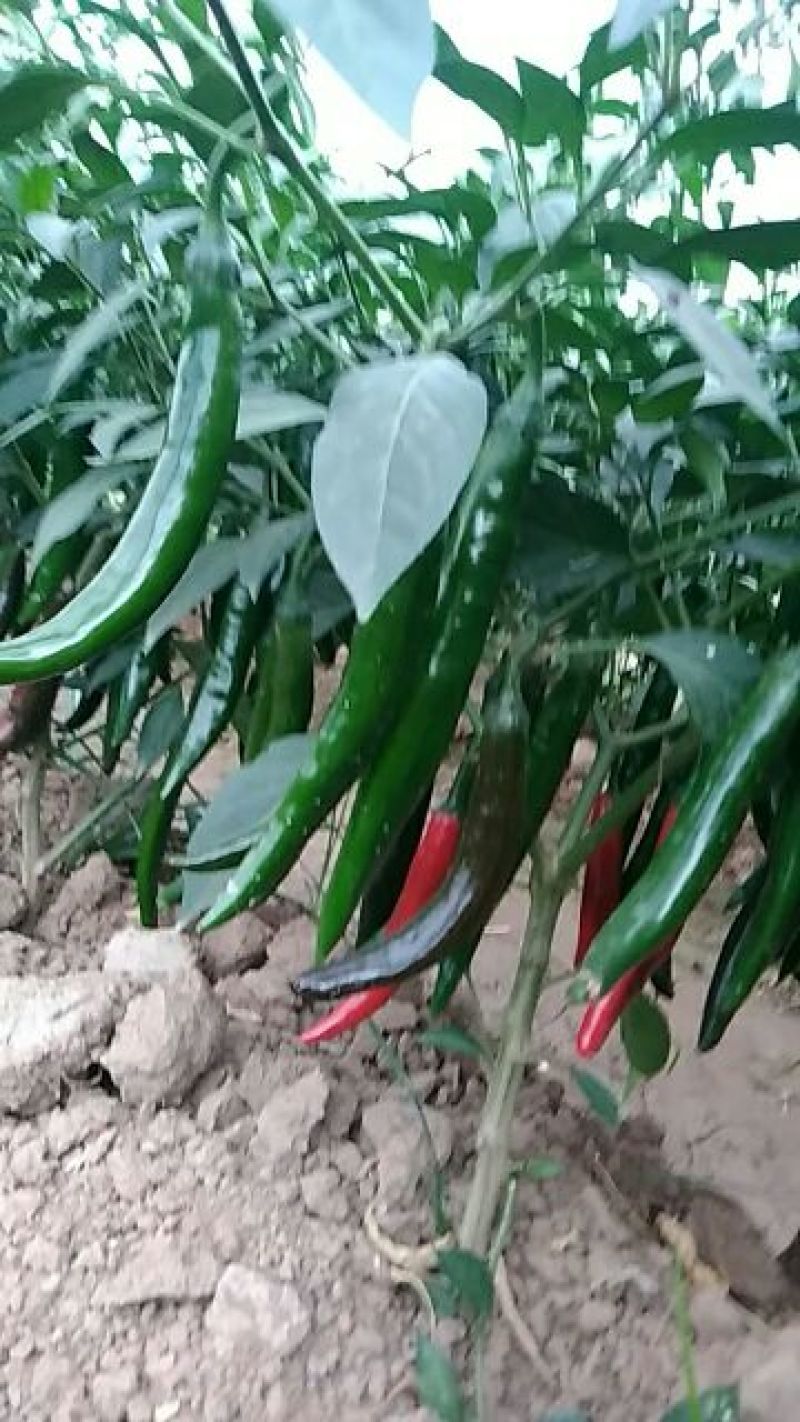 青椒