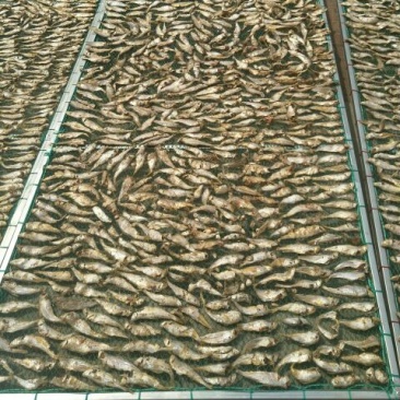 熟鱼马口鱼食用