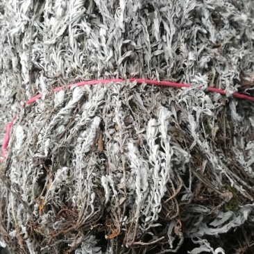 鹿茸草，千年霜，六月雪