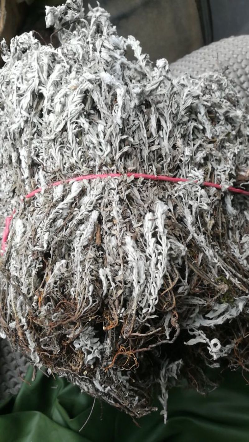 鹿茸草，千年霜，六月雪