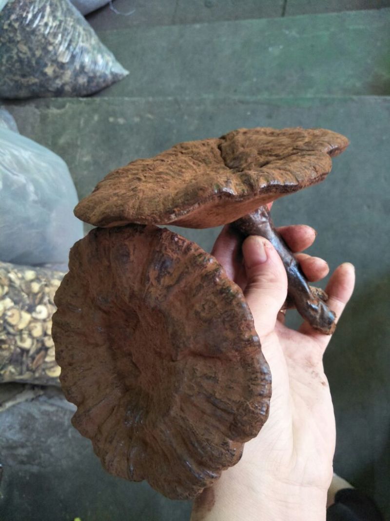 广东河源紫灵芝，黑灵芝10至12公分大量批发零售