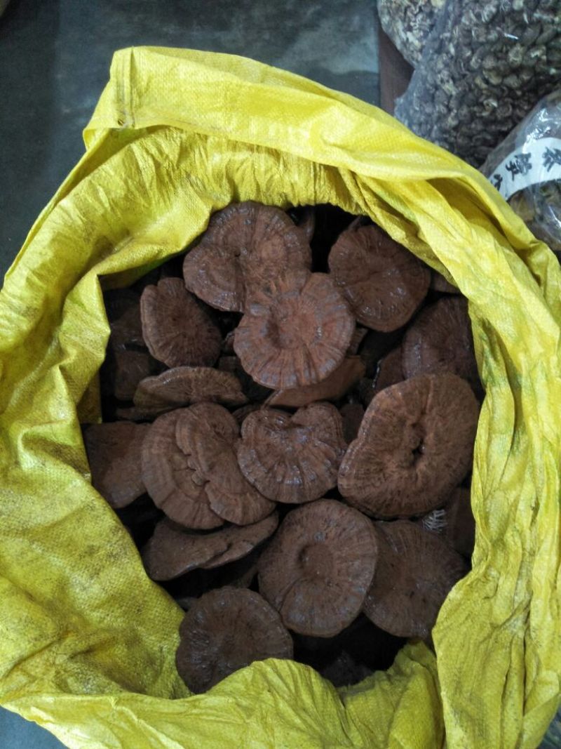 广东河源紫灵芝，黑灵芝10至12公分大量批发零售
