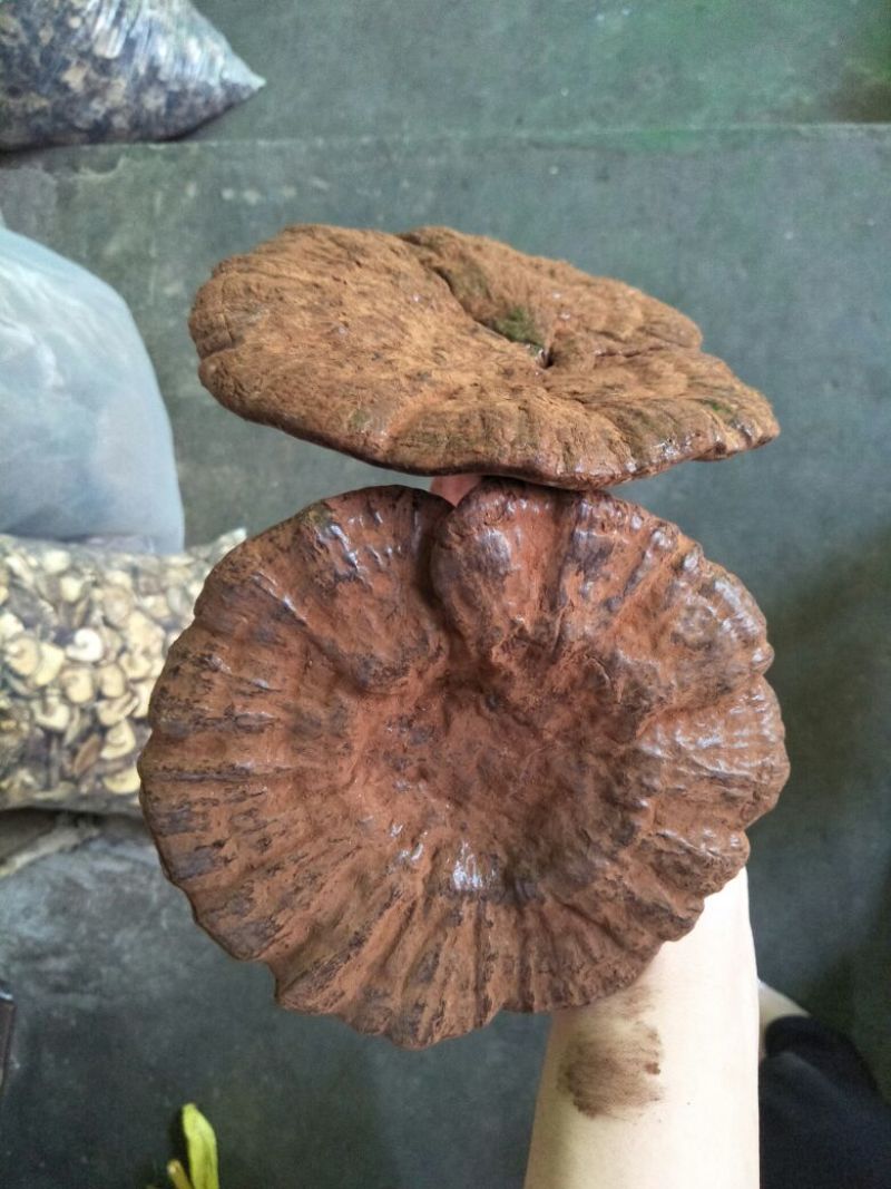 广东河源紫灵芝，黑灵芝10至12公分大量批发零售