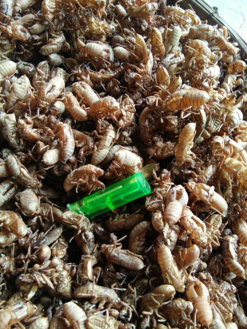 比较干净蝉蜕