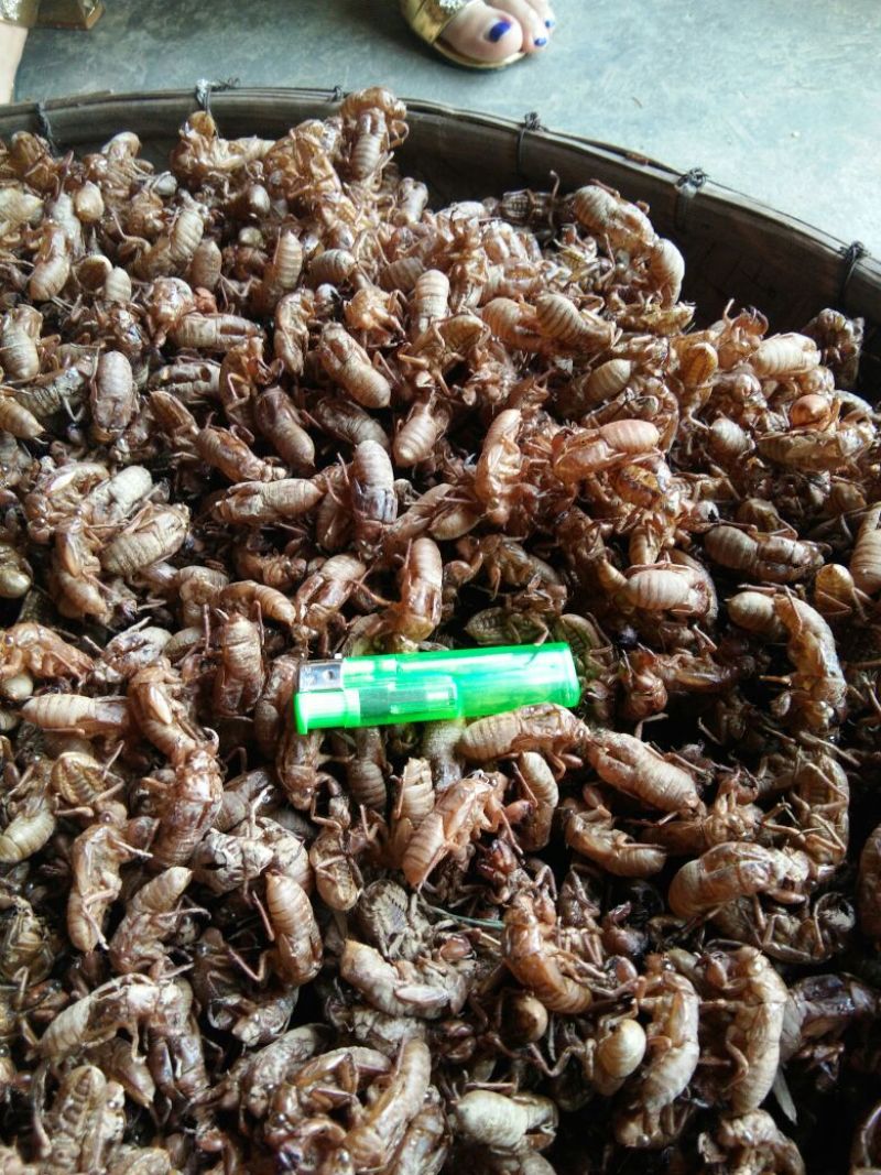 比较干净蝉蜕