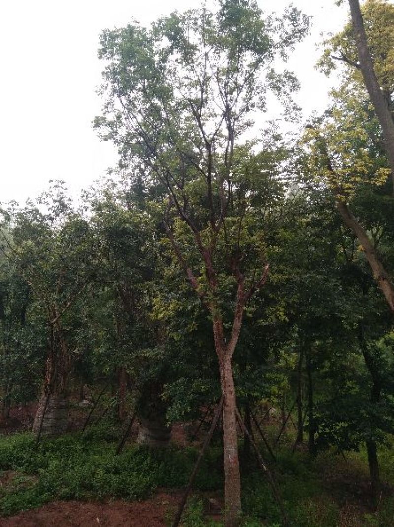 黄连木20-50公分