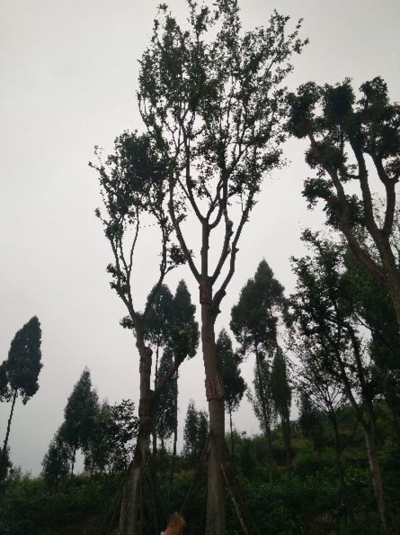 黄连木20-50公分