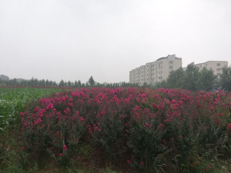 紫薇，百日红