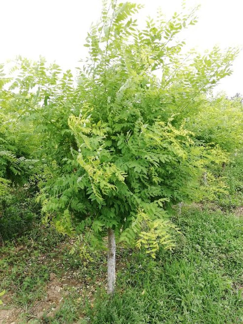 金枝槐，金叶槐