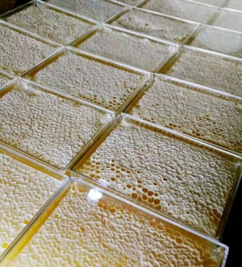 洋槐巢蜜蜂巢蜜浓度高全封盖自产自销，蜂场直发
