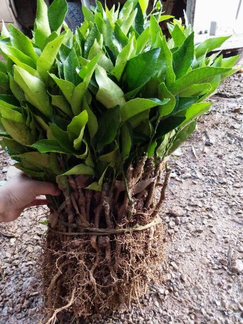 沃柑苗