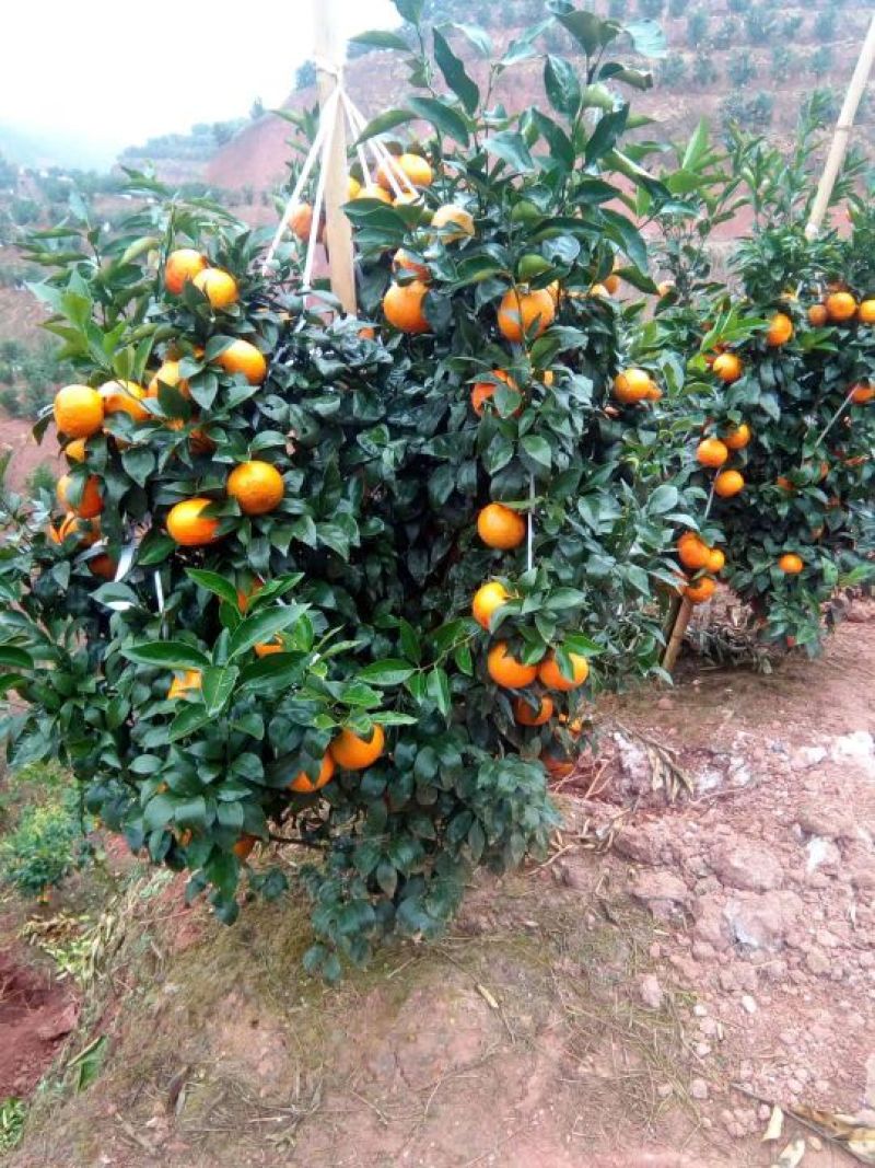沃柑苗