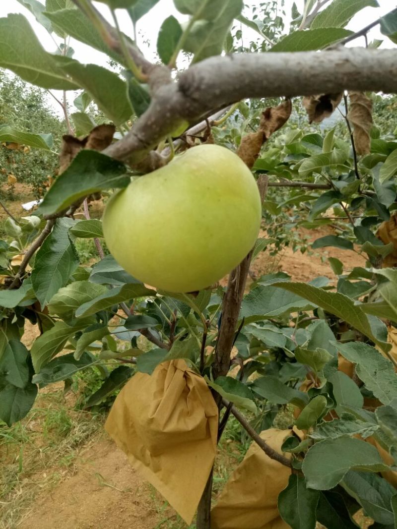 金帅苹果，金帅苹果属于青苹果，酸甜联系我时，说在一亩田上