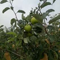 金帅苹果，金帅苹果属于青苹果，酸甜联系我时，说在一亩田上