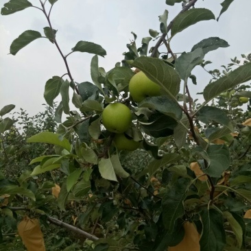 金帅苹果，金帅苹果属于青苹果，酸甜联系我时，说在一亩田上