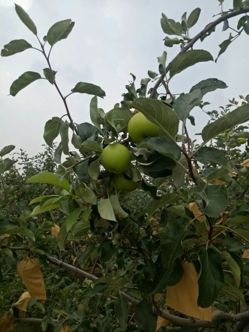 金帅苹果，金帅苹果属于青苹果，酸甜联系我时，说在一亩田上