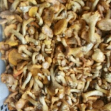 鸡油菌