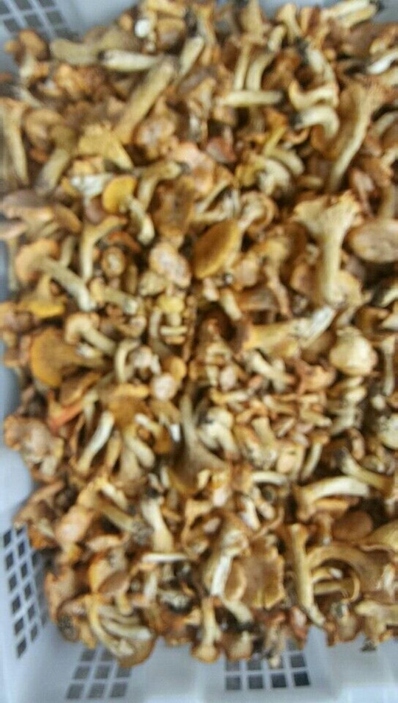 鸡油菌