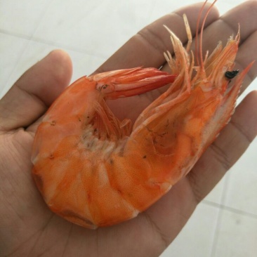 对虾食用南美白烤虾批发