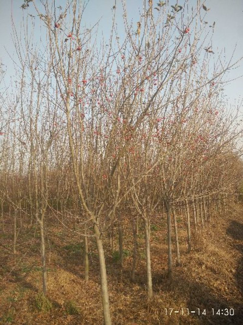 苹果种子山丁子海棠种子