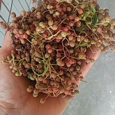 花椒