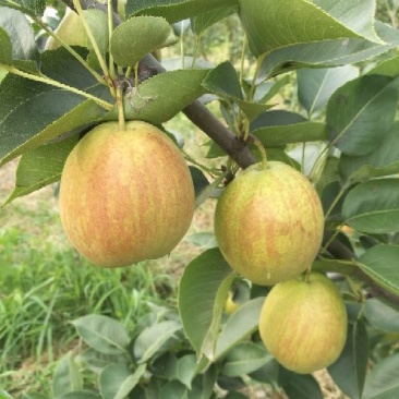 山东阳信/香梨红梨新梨七号富硒梨/量大价优/可视频看货