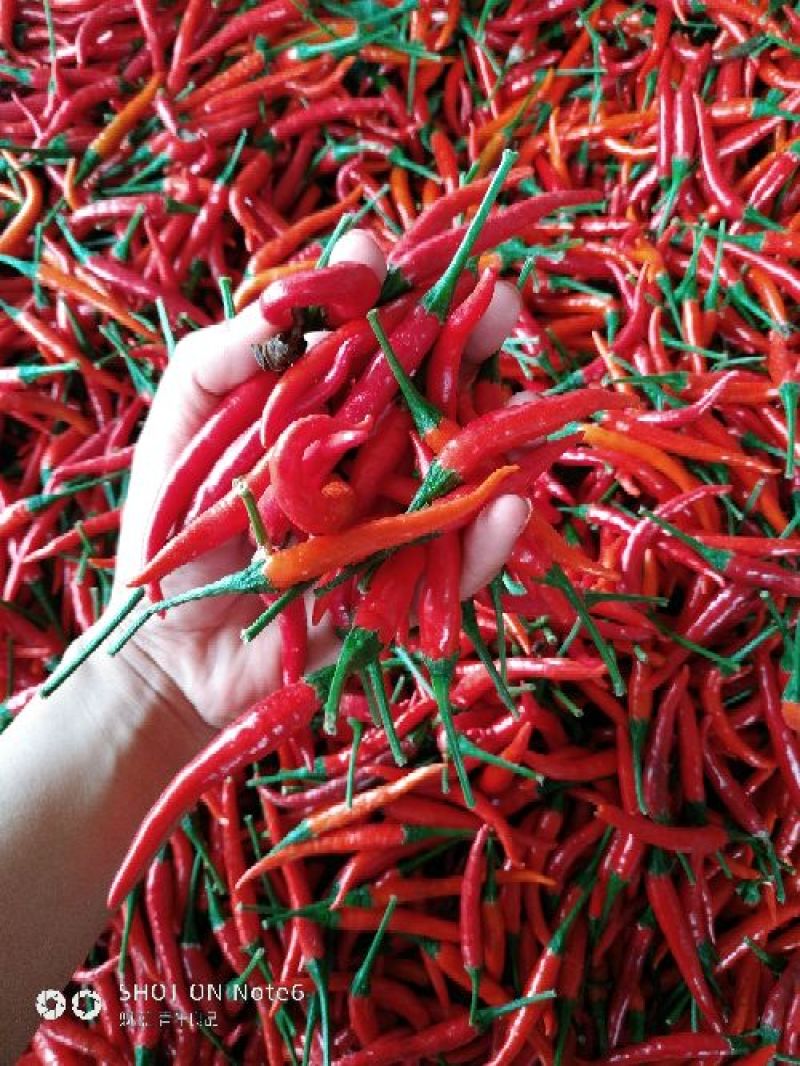 河南小米椒精品艳红辣椒产地直发可视频看货量大从优
