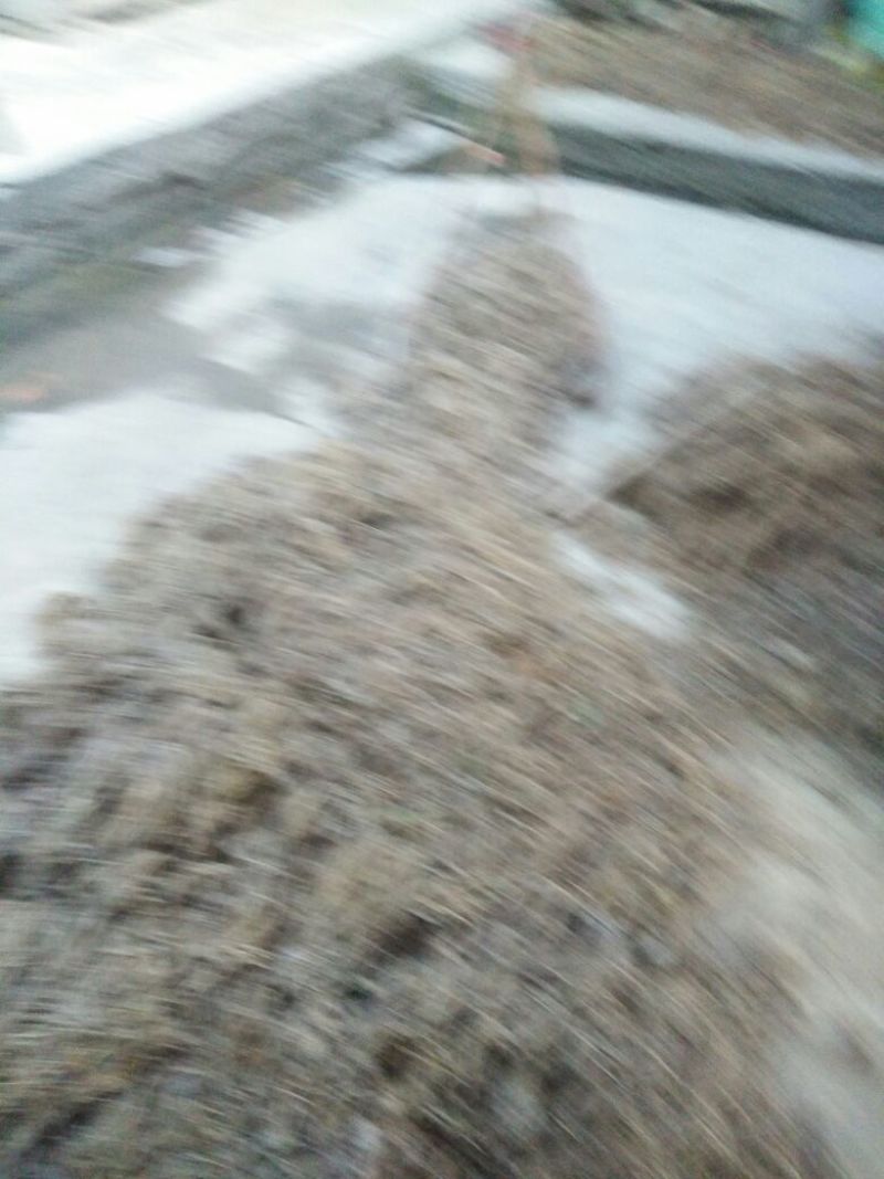 缬草干货