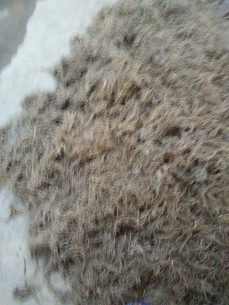 缬草干货