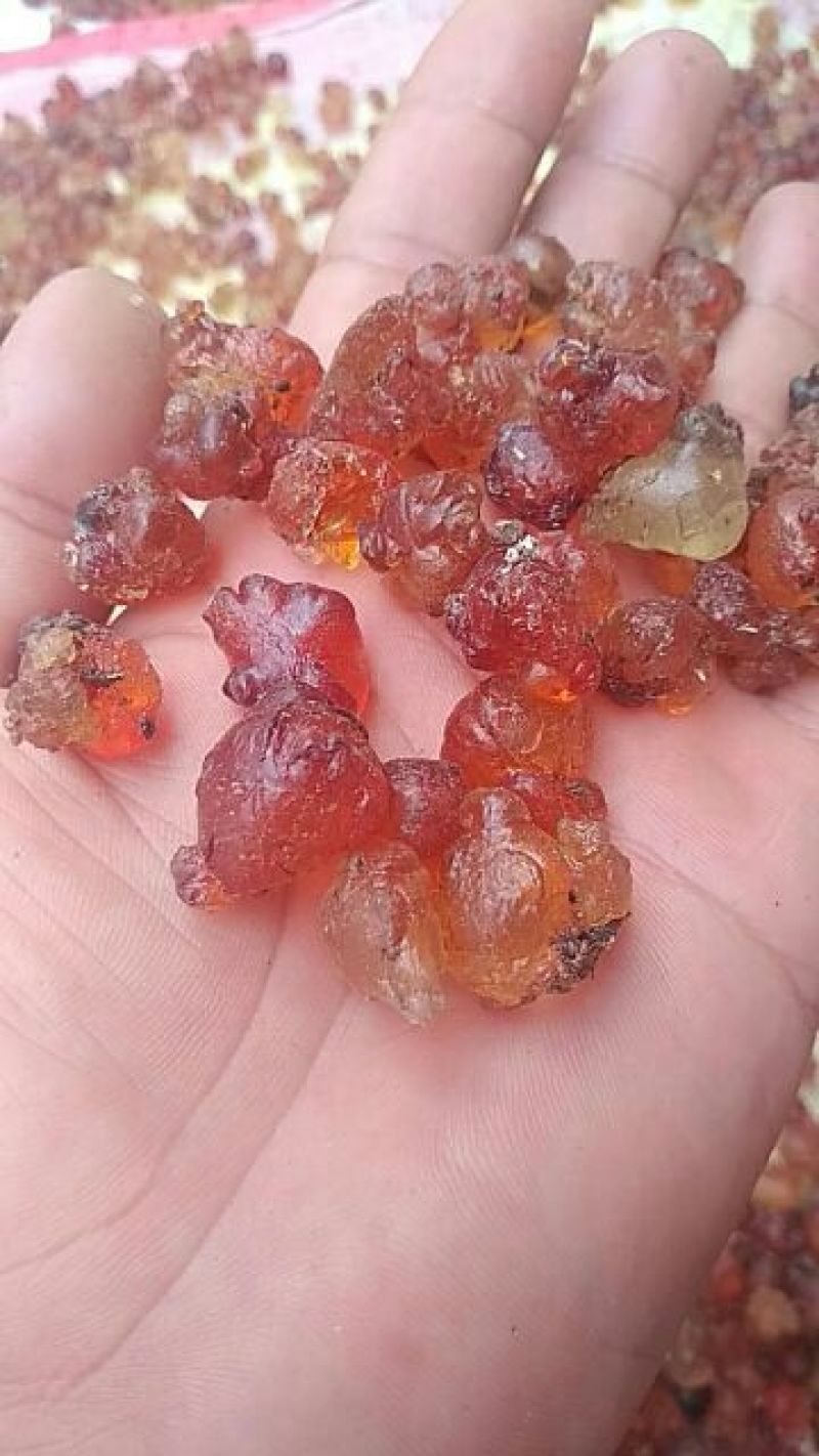 桃胶统货，精修颗粒货