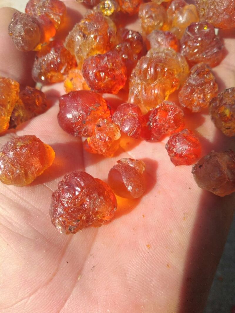 桃胶统货，精修颗粒货
