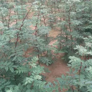 出售花椒