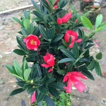 供应四季红山茶花，四季茶花