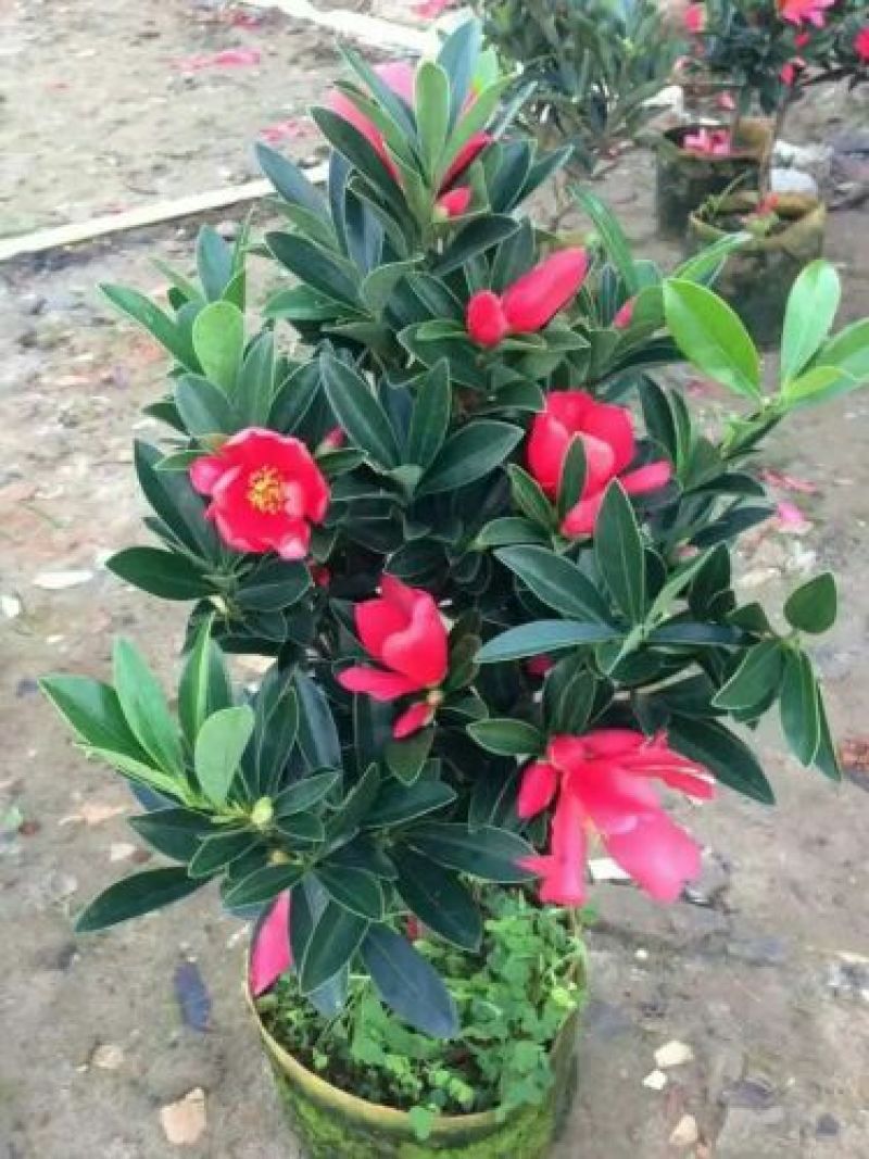 供应四季红山茶花，四季茶花