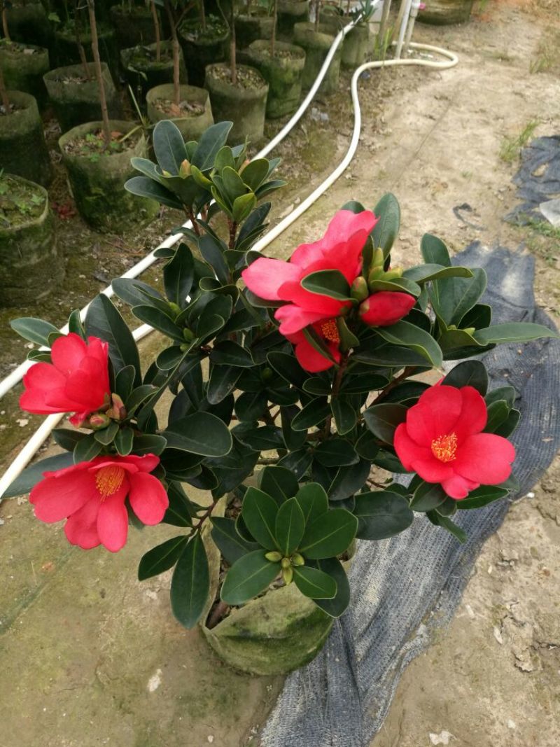 供应四季红山茶花，四季茶花