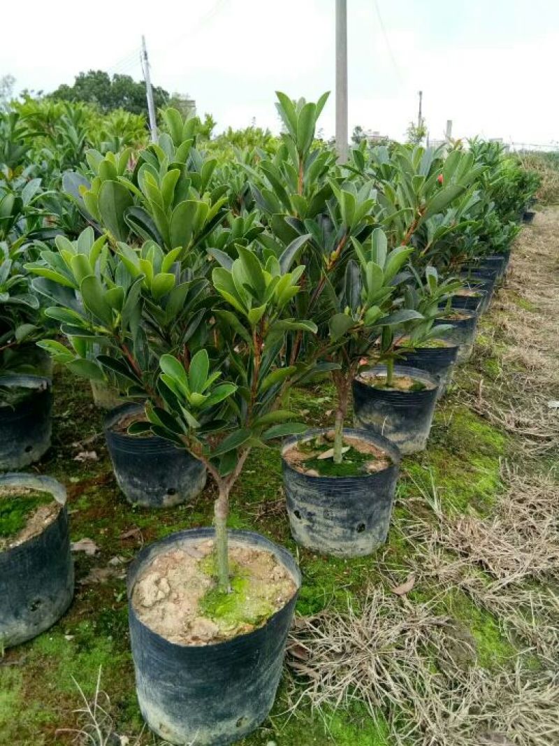 供应四季红山茶花，四季茶花