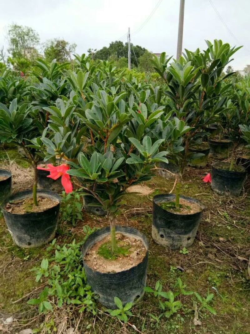 供应四季红山茶花，四季茶花