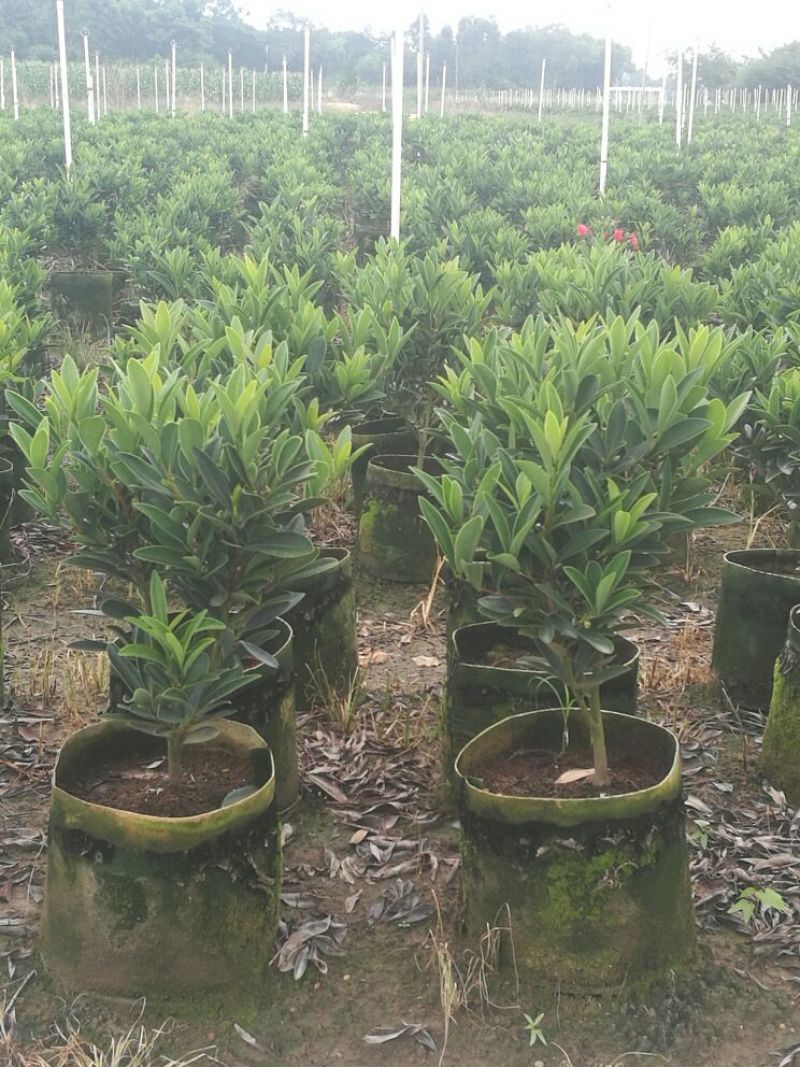 供应四季红山茶花，四季茶花