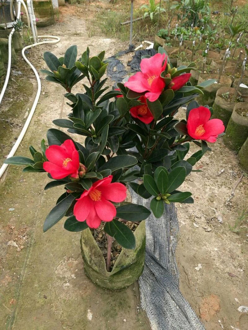 供应四季红山茶花，四季茶花