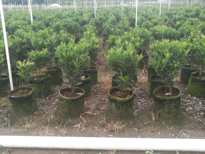 供应四季红山茶花，四季茶花