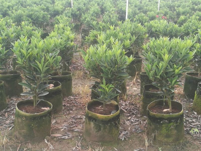 供应四季红山茶花，四季茶花